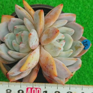 1212-B015 アリエル エケベリア 多肉植物 韓国苗