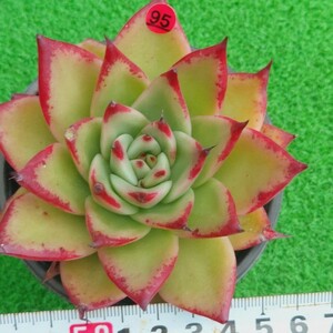 1214-R295 Red エケベリア 多肉植物 韓国苗