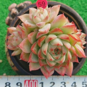 1216-P559 レッドラインメロナ エケベリア 多肉植物 韓国苗