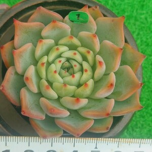 1218-G101 コルテス エケベリア 多肉植物 韓国苗(22日に発送)