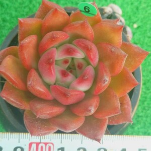 1205-G106 紅柿 エケベリア 多肉植物 韓国苗