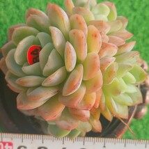 1209-R484 ジュリア エケベリア 多肉植物 韓国苗_画像1