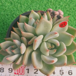 1209-R487 ゼリーコロラタ エケベリア 多肉植物 韓国苗