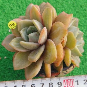 1207-Y599 ドイツシャンペーン(錦) エケベリア 多肉植物 韓国苗