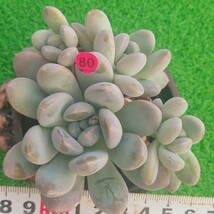 1219-P280 ムエレリ エケベリア 多肉植物 韓国苗(22日に発送)_画像1