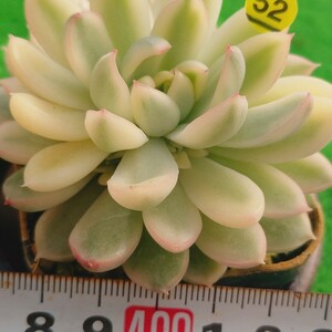 1207-Y552 メビナ(錦) エケベリア 多肉植物 韓国苗