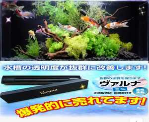 錦鯉の病気がなくなります【ヴァルナ23センチ】有害物質を強力抑制！病原菌や感染症を防ぎ透明度が抜群に☆水槽に入れるだけ！水替え不要に