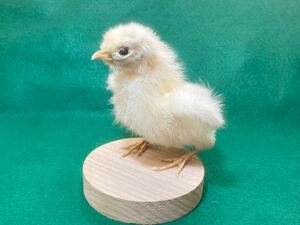 ヒヨコ 剥製 台座付き ＊生き物、標本、鳥、にわとり