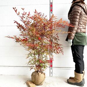 実付き　赤南天　紅葉　約100cm（縁起物/紅白/植木/シンボルツリー/苗木/常用樹/庭木/赤い実）218338