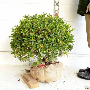 大株　平戸ツツジ　約60cm【玉仕立て/ツツジ/トピアリー/苗木/植木/庭木/生垣/根巻/垣根/目隠し】518121