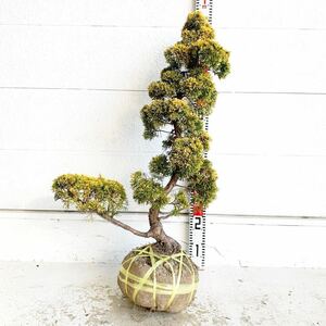 仕立て物　黄金真柏　約80cm【オウゴンシンパク/盆栽/苗木/植木/庭木/生垣/根巻/庭園/日本庭園】219118