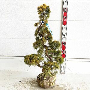 仕立て物　黄金真柏　約60cm【オウゴンシンパク/盆栽/苗木/植木/庭木/生垣/根巻/庭園/日本庭園】219122