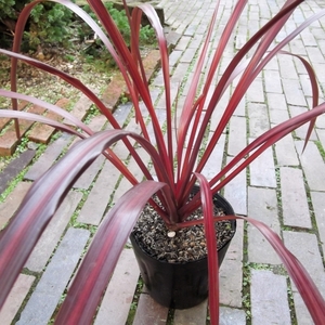 『コルジリネ・オーストラリス・レッドファウンテン＊Cordyline australis Red fountain』５号　写真同等品