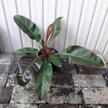 現物出品【フィロデンドロン・インペリアルレッド＊Philodendron imperial red】５号_画像1