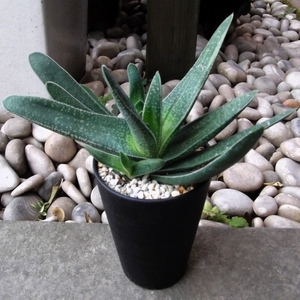 現物出品【ガステリア＊Gasteria Little Warty】3.5号　