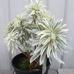 現物出品【ユーフォルビア・タスマニアン タイガー＊Euphorbia Characias Tasmanian Tiger】５号