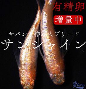 【爽メダカ】サバンナ様：最新作サンシャイン有精卵10個+α（2個）合計12個になります。サバンナ様本人ブリード個体から採卵致しました