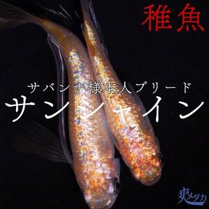 【爽メダカ】サバンナ様：最新作サンシャイン稚魚5匹+α（1匹）合計6匹になります。サバンナ様本人ブリード個体から孵化致しました。