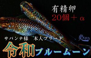 【爽メダカ】サバンナ様血統《令和ブルームーン》有精卵20個+αになります。極上親個体から採卵致しました。