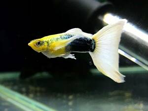 〈726〉サンセットドイツイエロータキシード　稚魚40匹　水槽内全て　12月生まれ