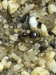 アメイロアリ女王蟻１匹＋働き蟻3匹＋卵