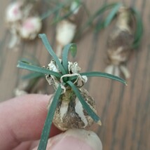 S264 特選 珍奇植物 貴重な希少種 新種 G属 Gethyllis lata subsp.lata 極上美株 5株_画像2