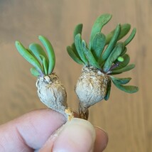 S774 塊根植物 珍奇植物 貴重な希少種 Othonna hallii オトンナ ハリイ 特選 2株 _画像4