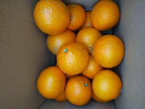 27 送料込み 愛媛県限定生産　産地直送 家庭用 愛果28号(紅マドンナ同品種) 中身4.5~5キロ程度 柑橘　みかん　紅まどんな　紅マドンナ