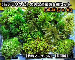 【苔テラリウムで育て易い苔】厳選８種セット（飛騨苔の家）