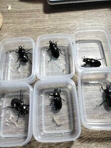 光王紫　♀6頭　新成虫　完品　ニジイロクワガタ　サイズフリー