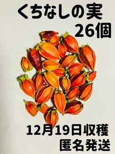 くちなしの実 （12月19収穫）26個