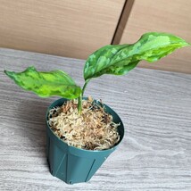 ★yuki★ＴZ便　アチェ産Aglaonema pictum　Aceh Sumatra T-291219-b-5　アグラオネマピクタム アチェ　スマトラT-291219-b-5_画像3