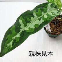 ★yuki★ＴZ便　アチェ産Aglaonema pictum　Aceh Sumatra T-291219-b-5　アグラオネマピクタム アチェ　スマトラT-291219-b-5_画像2