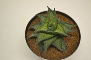 ハオルチア　シンプレックス　HAWORTHIA tessellata v. simplex