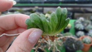 多肉植物　ハオルチア　グリーン玉扇