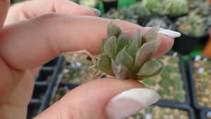 多肉植物　ハオルチア　オリジナル実生苗　ドドソン紫オブツーサｘオブツーサ錦