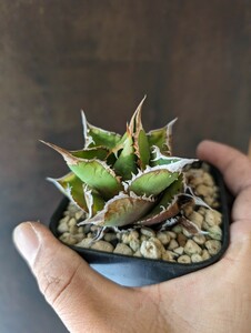 【AGAVE TITANOTA　少しブツブツの出るノーネーム株】コンパクト　アガベ　チタノタ 鉢ごと発送