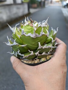 【AGAVE TITANOTA　ライムグリーンノーネーム】大株　陽炎　アガベ　チタノタ 鉢ごと発送