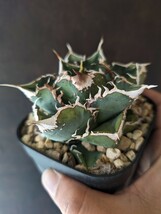 【AGAVE TITANOTA　繁星】ブツブツ系　本物　返金保証付　surf.is.high　アガベ　チタノタ　子株　龍球会_画像1