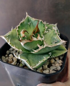 【AGAVE TITANOTA ノーネームブツブツ】アガベ　チタノタ　子株