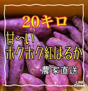 【送料無料/匿名配送】訳あり激安！！ 熊本県産 紅はるか 規格外品 20キロ⑥