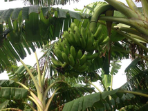 島バナナ苗 小笠原種　マスカット風味最高級バナナの苗_画像3