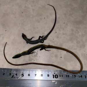 ムスジカナヘビ　アムールカナヘビ　冷凍　標本　