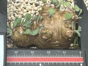 多肉植物サボテン塊根植物 貴重　オトンナ カカリオイデス 5年【実生】珍しい植物特性独一無二　　　　①