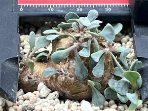 多肉植物　サボテン　塊根植物 貴重　オトンナ カカリオイデス 5年【実生】　珍しい　植物特性独一無二　⑥