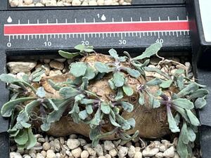 多肉植物　サボテン　塊根植物 貴重　オトンナ カカリオイデス 5年【実生】　珍しい　植物特性独一無二　⑩