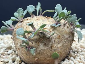 多肉植物　サボテン　塊根植物 貴重　オトンナ カカリオイデス 5年【実生】　珍しい　植物特性独一無二　11