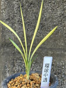 中国春蘭 環球荷頂中透芸「環球中透」 2本立 葉長約19cm【春蘭、寒蘭、長生蘭、万年青、中国蘭、山野草、東洋蘭】