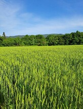 青森県階上産小麦強力粉3.5kg_画像3