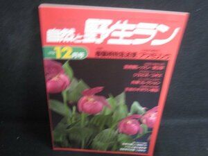 自然と野生ラン　1996.12　春蘭柄物　シミ日焼け有/REC